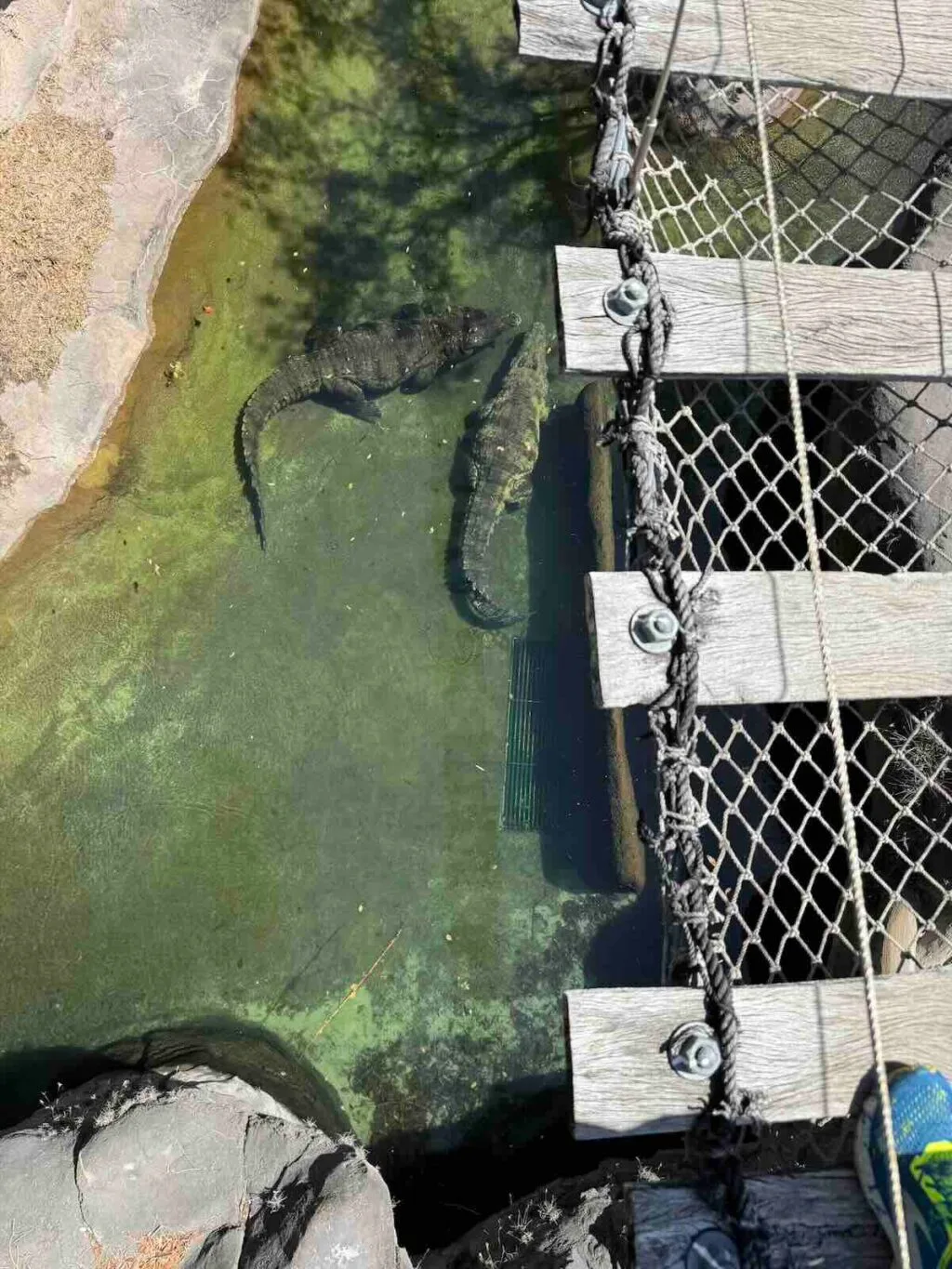 wild Africa trek bridge crocodile