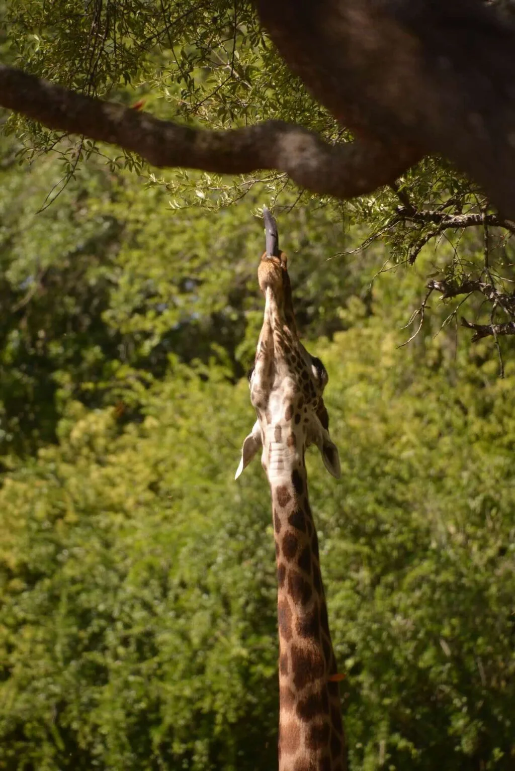 wild africa trek giraffe