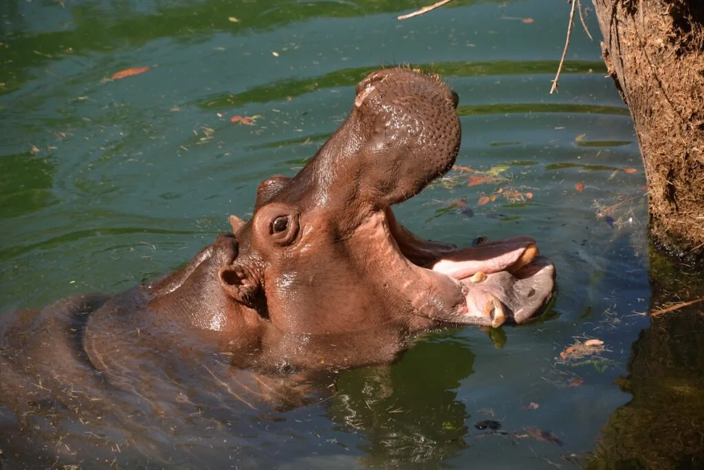 wild africa trek hippo 2