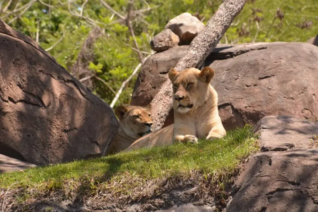 wild africa trek lion