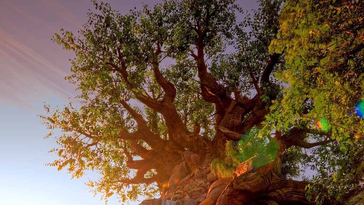 Adorable New Arrivals for Disney's Animal Kingdom