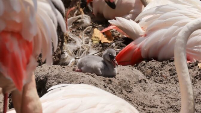 Baby Flamingos Have Arrived at Disney World