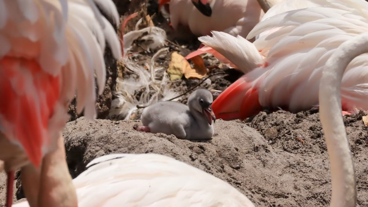 Baby Flamingos Have Arrived at Disney World