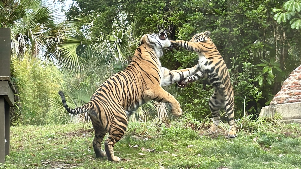 Picture of Disney baby Tigers