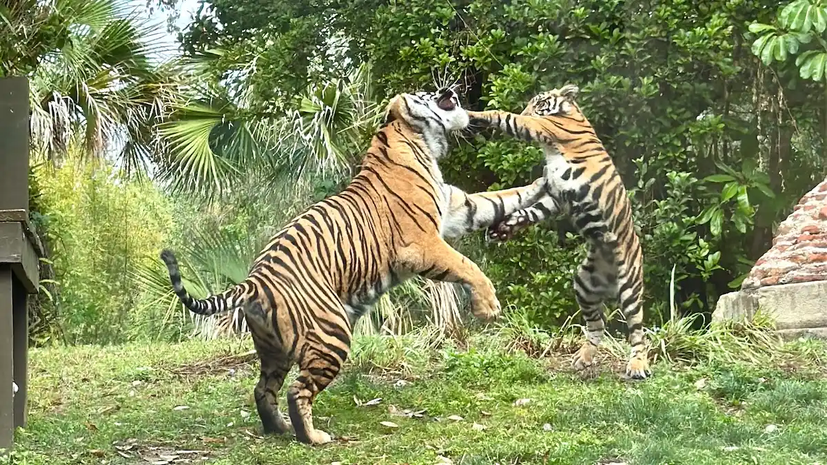 Picture of Disney baby Tigers