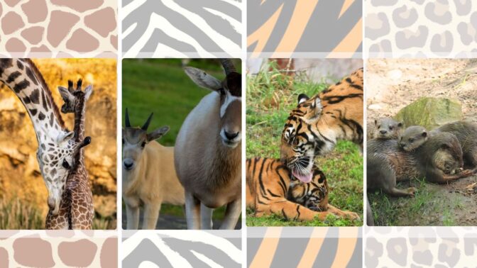 It's a Happy Mother's Day at Disney's Animal Kingdom