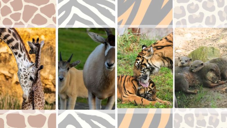 It’s a Happy Mother’s Day at Disney’s Animal Kingdom