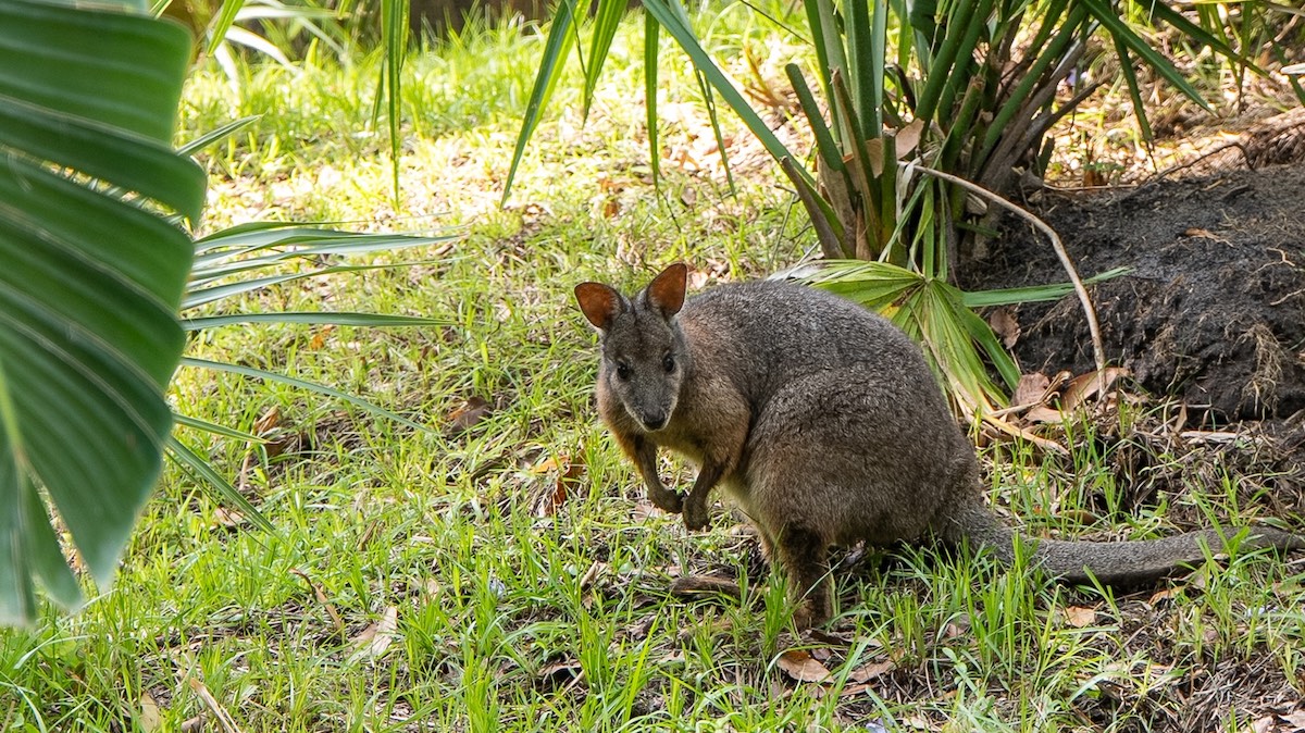 where to see wallabies