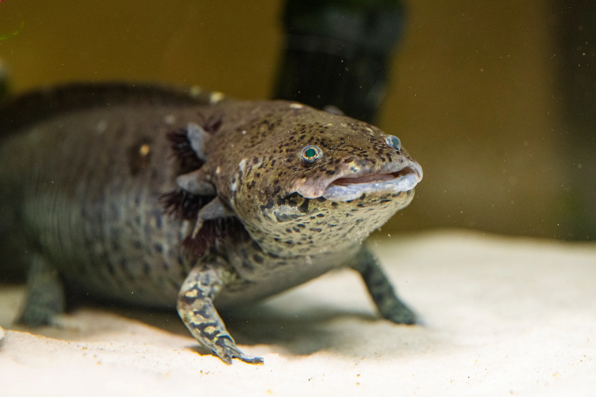 picture of axolotl in disney world