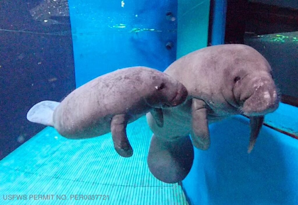 Tanimura manatee epcot