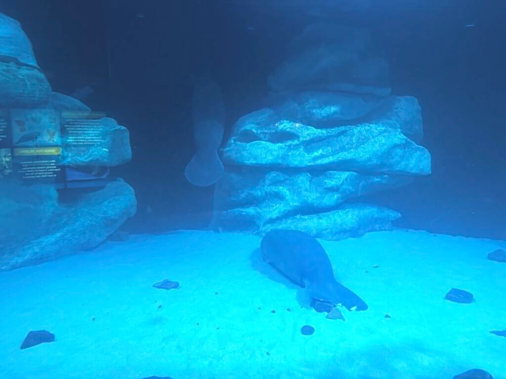 mermaid manatee