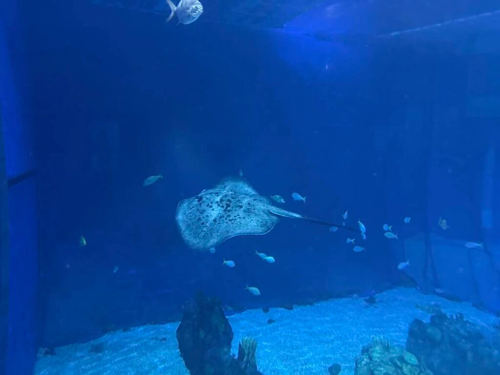 seabase nemo tank
