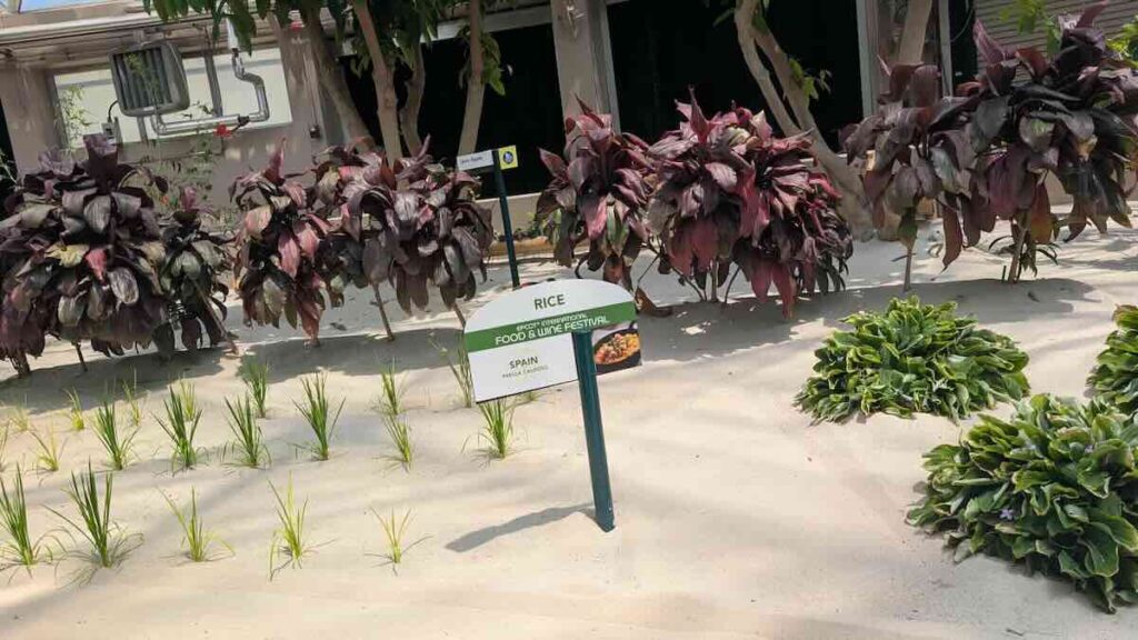 living with the land food and wine rice