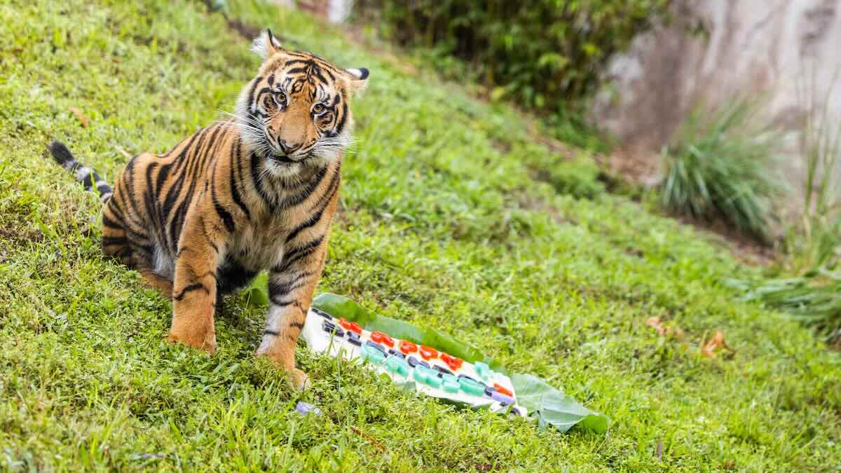 Disney Celebrates Baby Tiger Turning One!