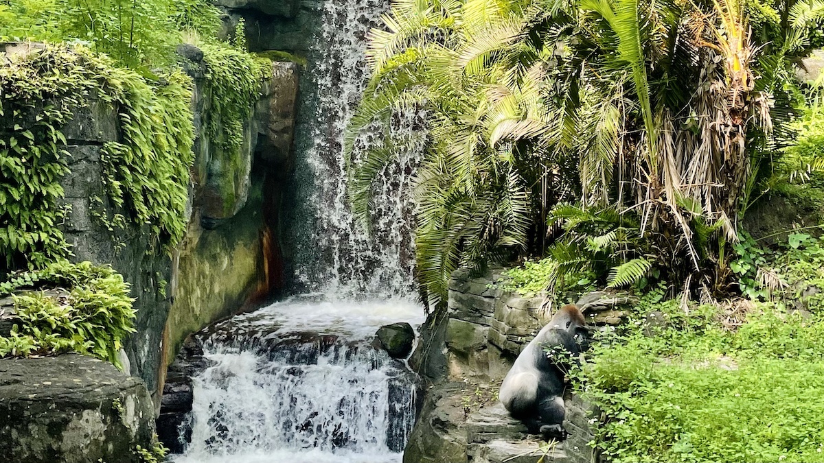 Tragedy Falls Upon Animal Kingdom in Disney World