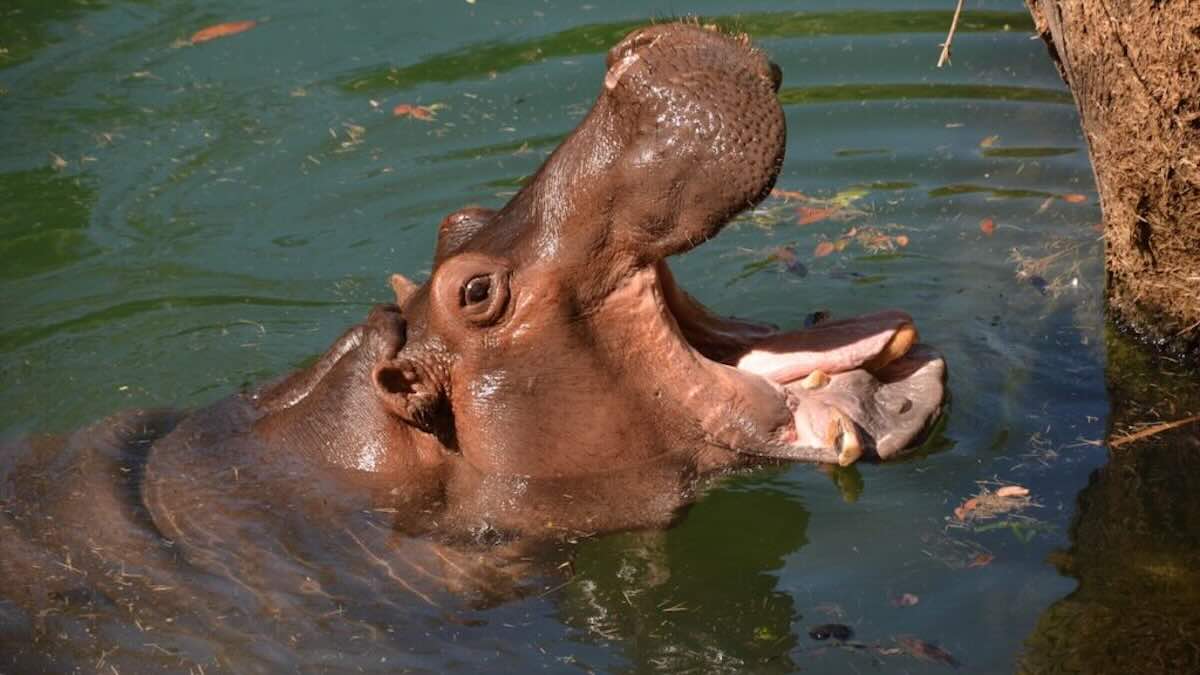 Disney Increases The Price For Select Enchanted Extras - What Will it Cost You Now?