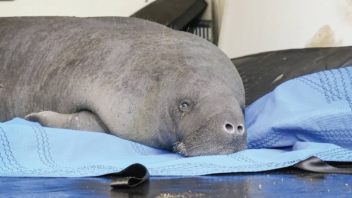 Disney Releases Manatee Back Into The Wild!