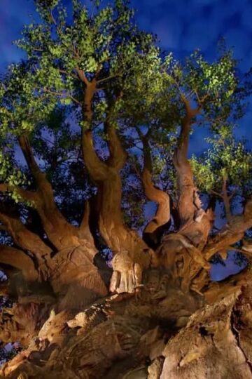 Safety Increased at Disney's Animal Kingdom