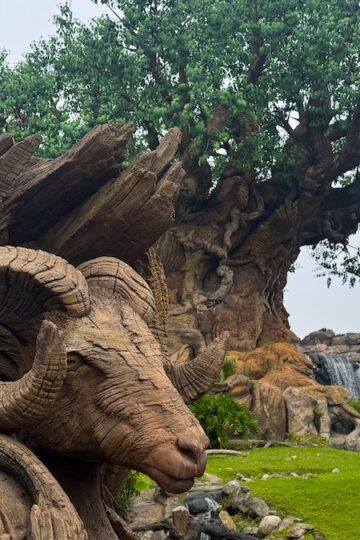 Details Revealed for Added Safety at Animal Kingdom