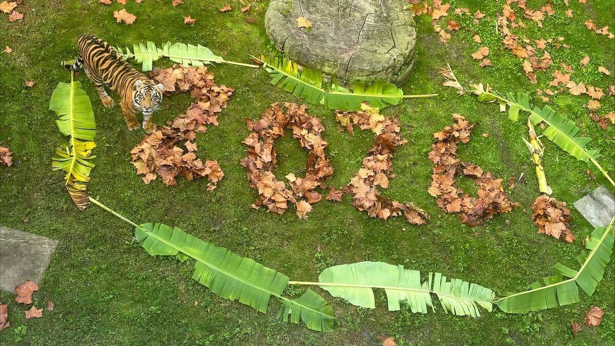 The Best Disney Animal Moments of 2025