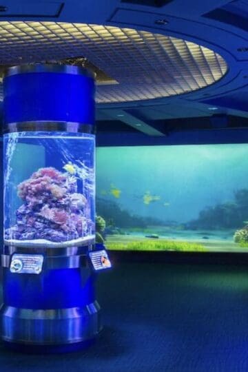 Check Out The Marine Life That Is NOW Calling EPCOT Home