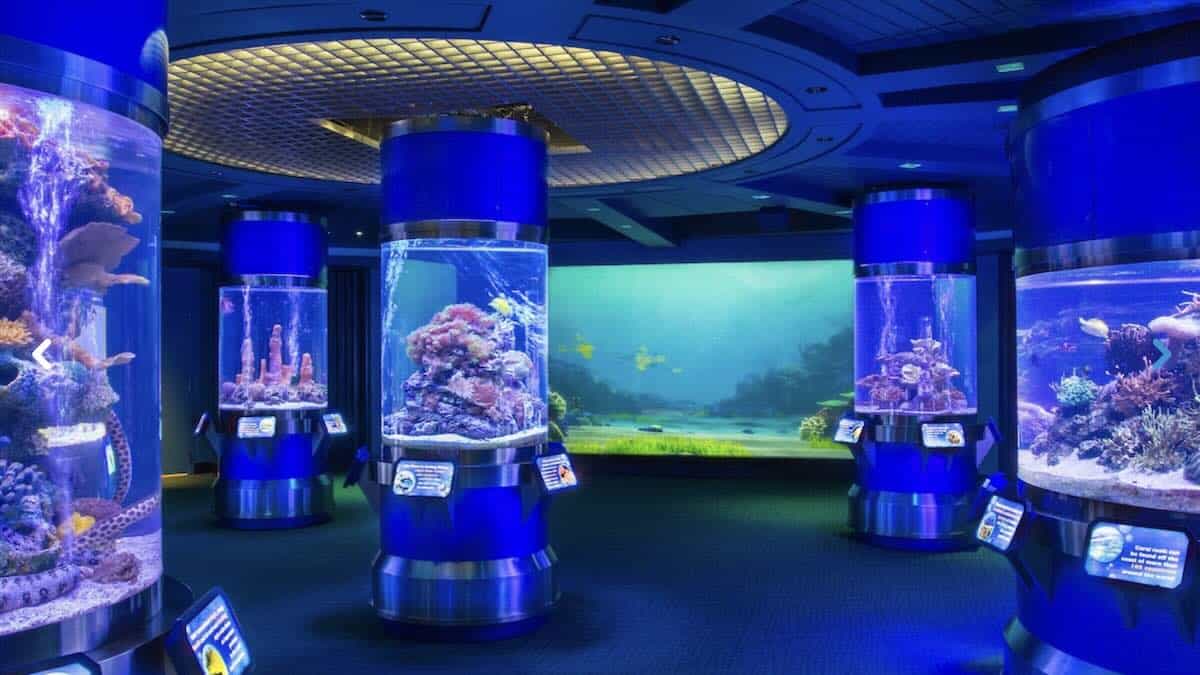 Check Out The Marine Life That Is NOW Calling EPCOT Home