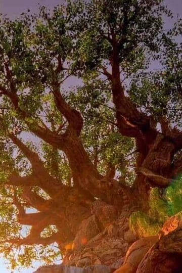 This Disney Baby Animal Turned ONE!