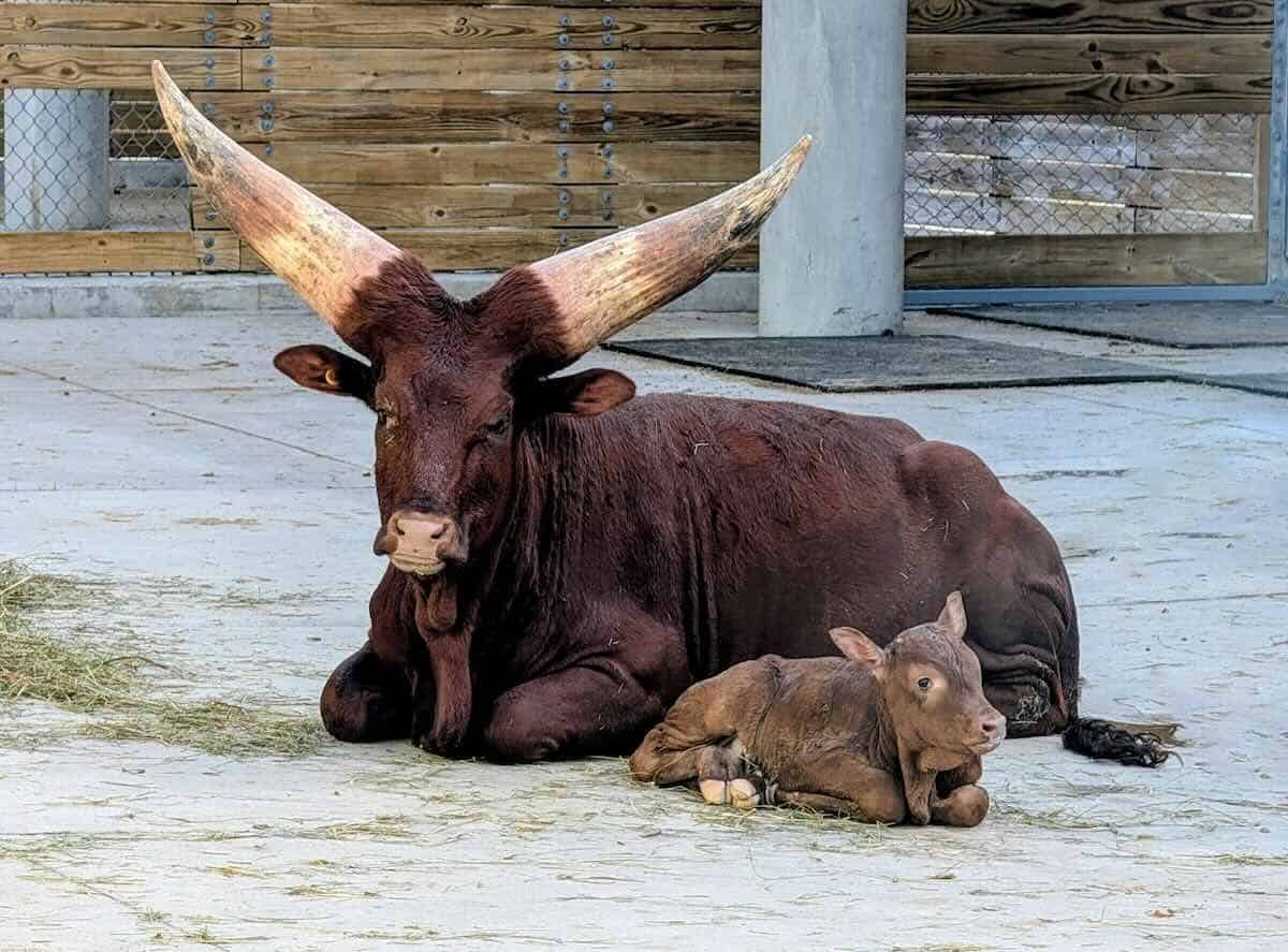 ankole cattle baby