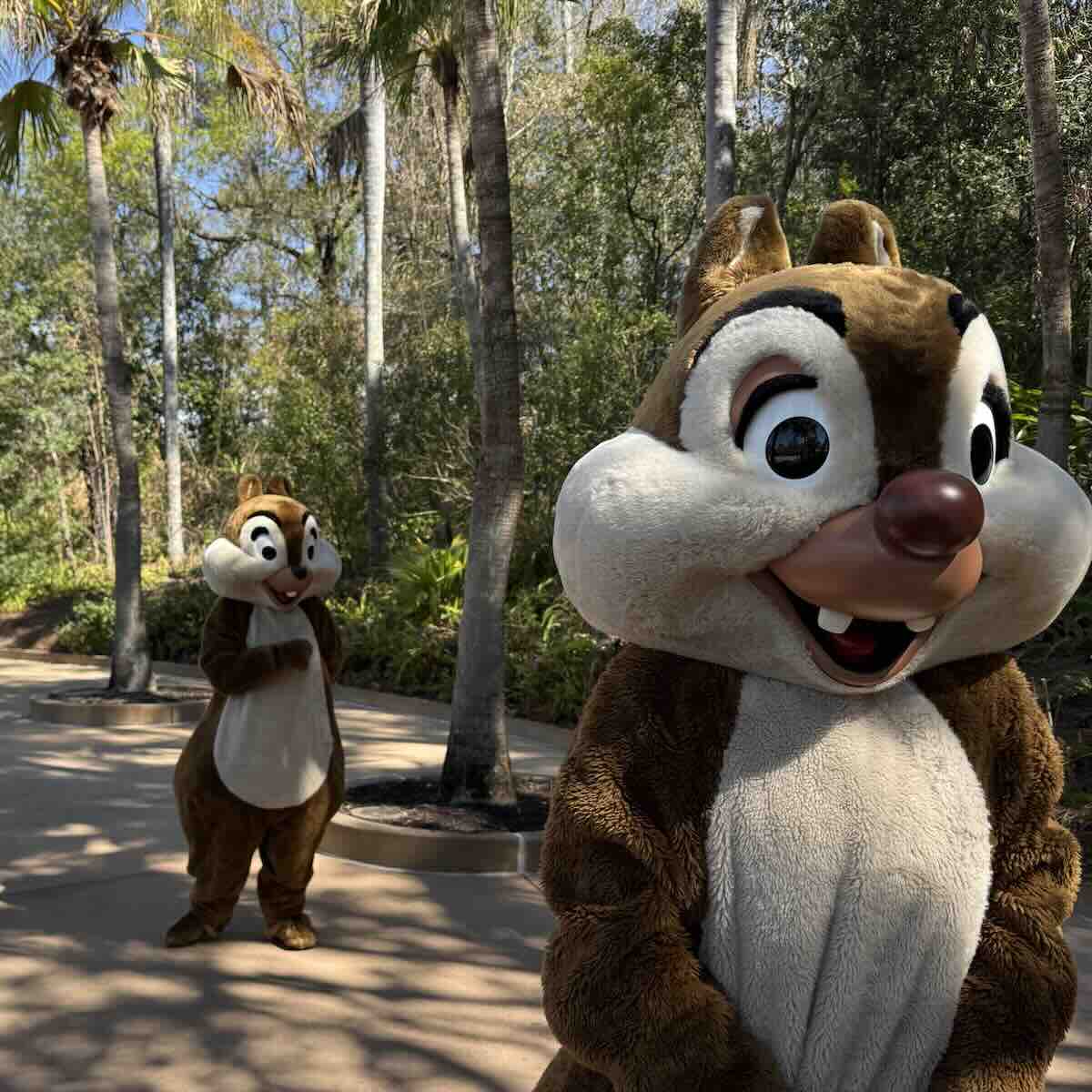 chip 'n dale animal kingdom
