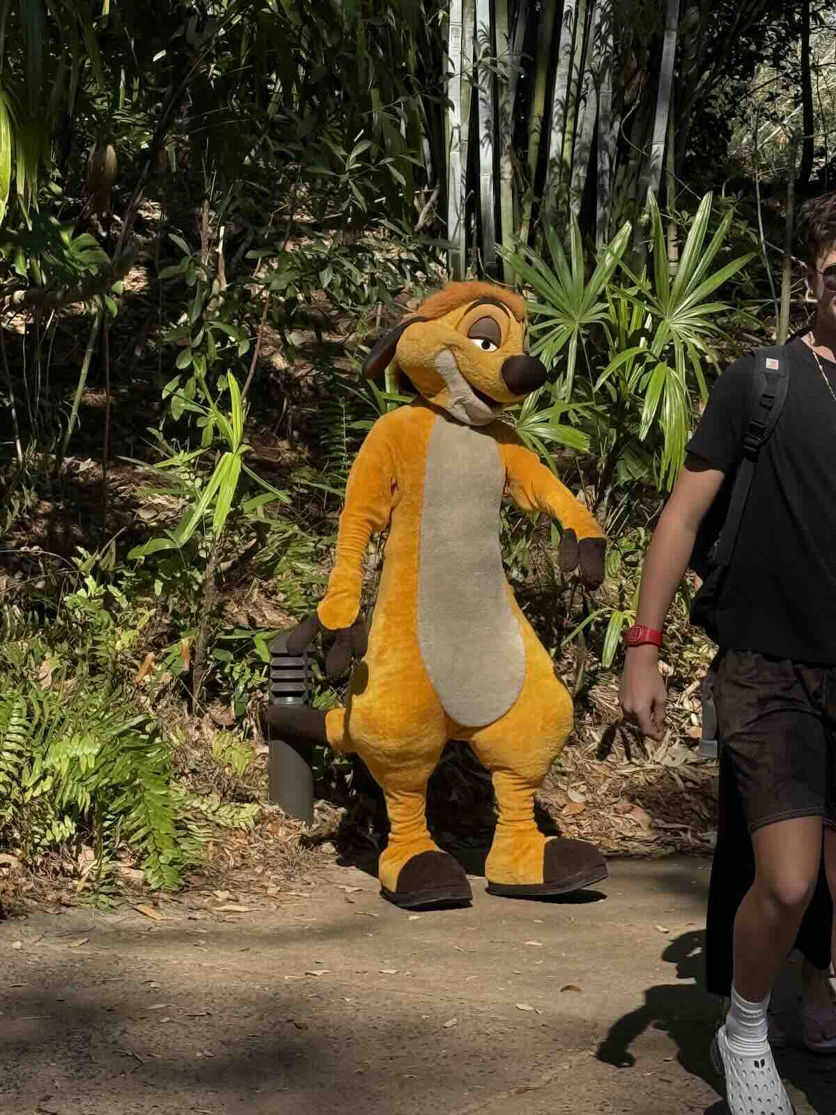 timon meet animal kingdom