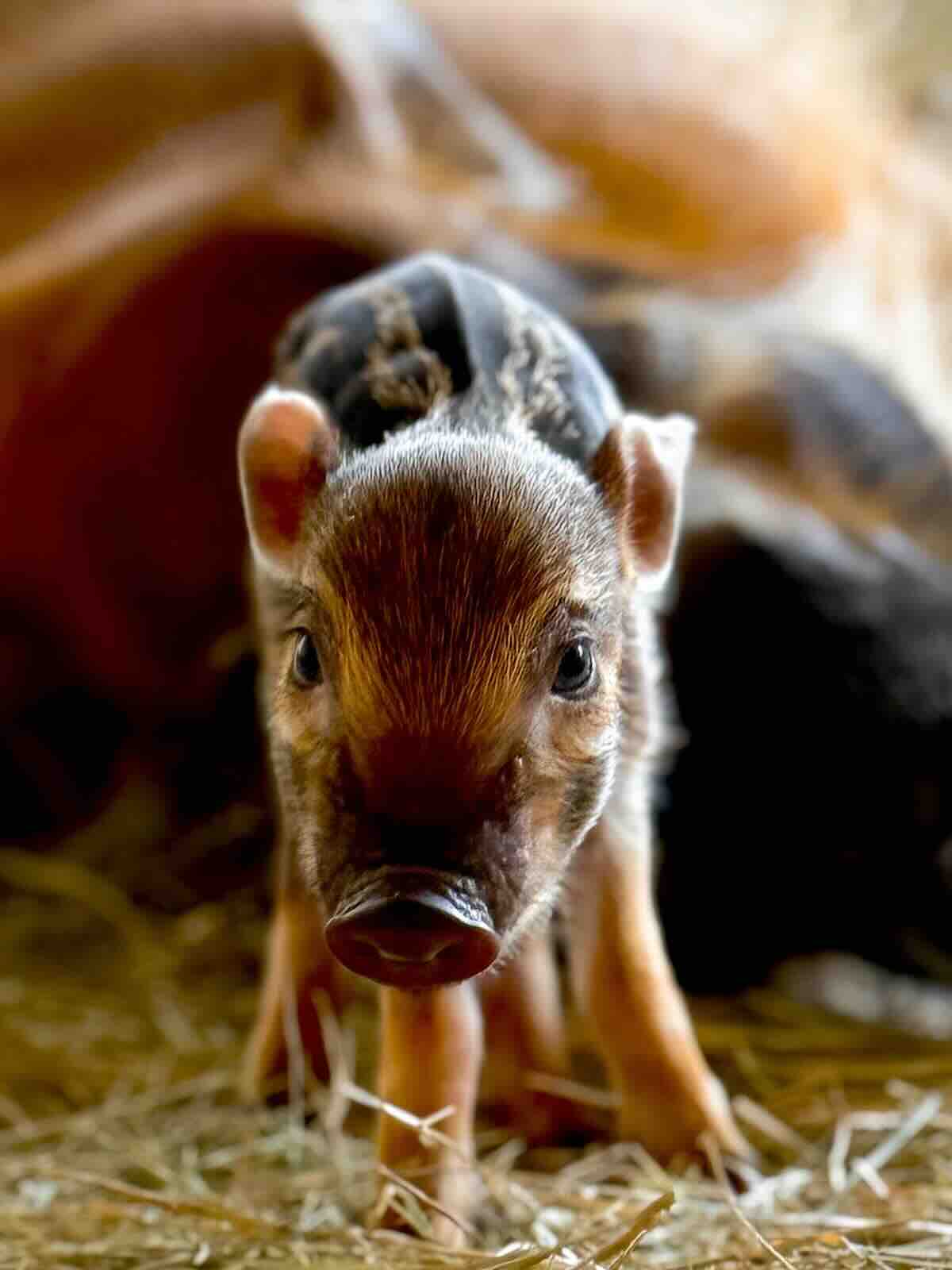 Disney baby piglet