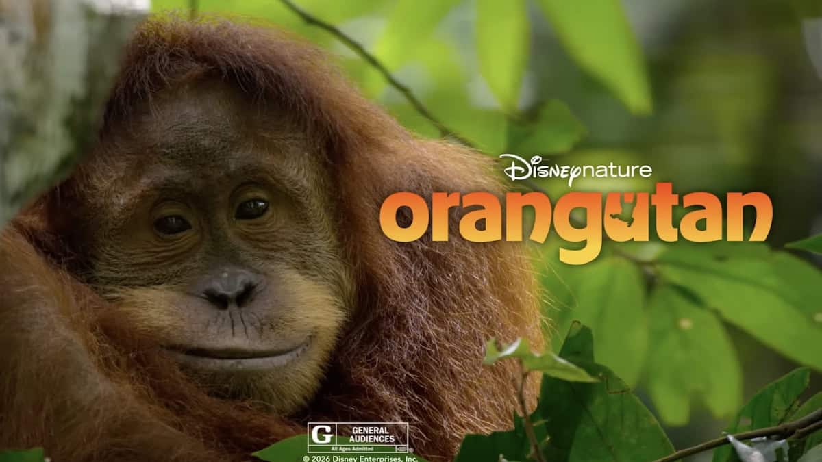 Disneynature Orangutan