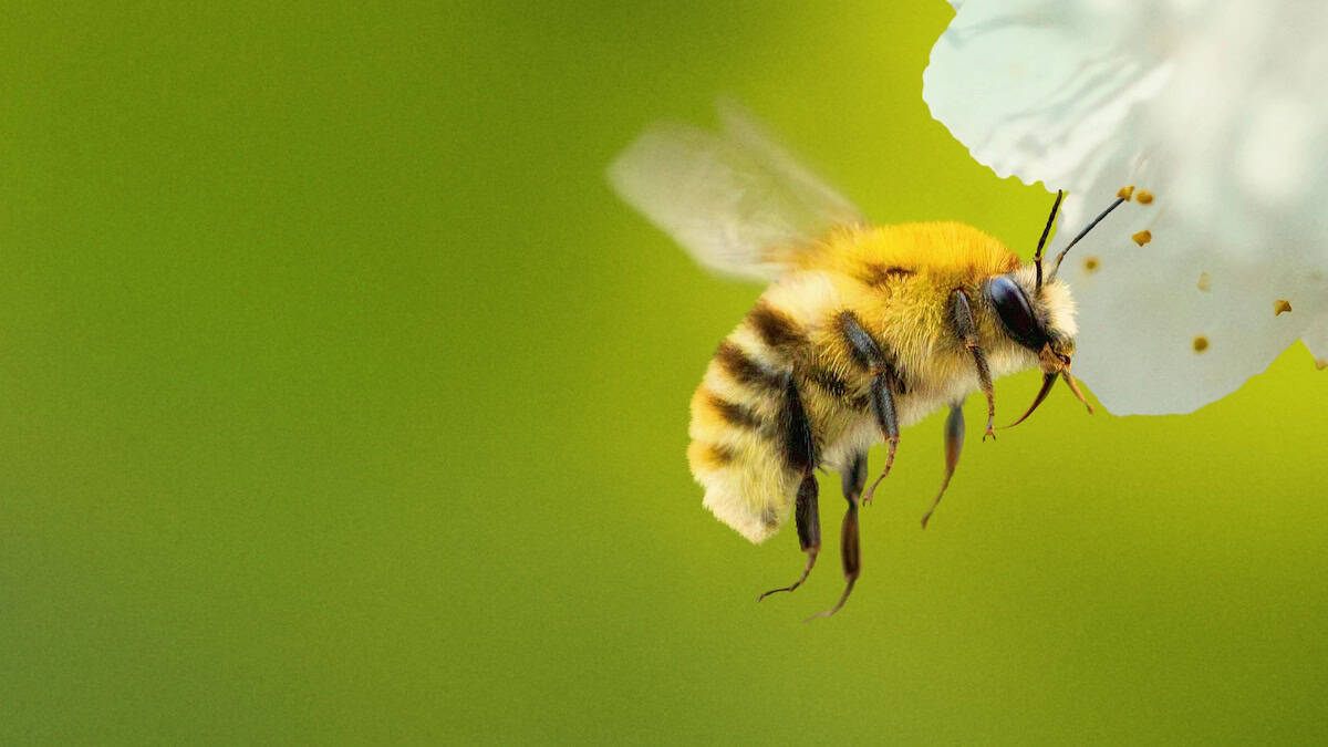 Secrets of the bees