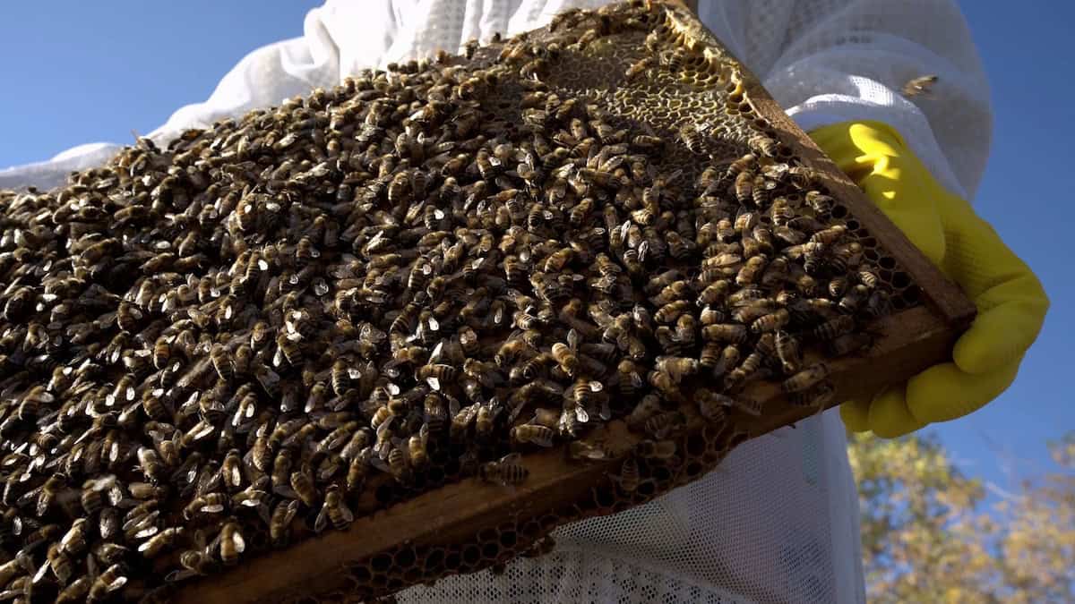 Secrets of the Bees