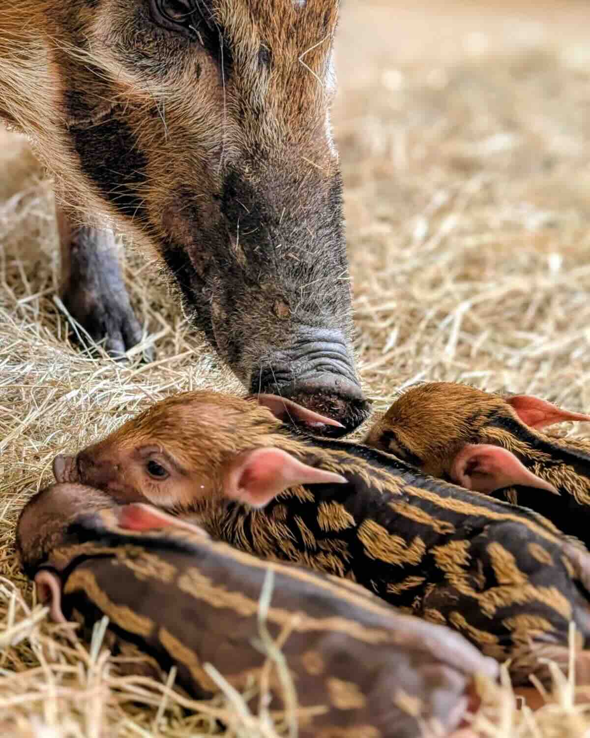 new disney baby piglets