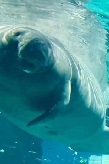 Disney Releases Another Manatee Back Into The Wild!