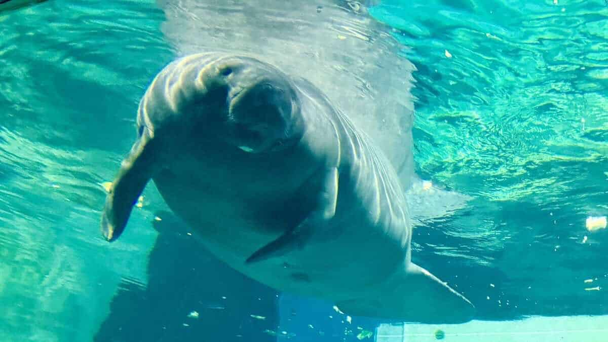 Disney Releases Another Manatee Back Into The Wild!