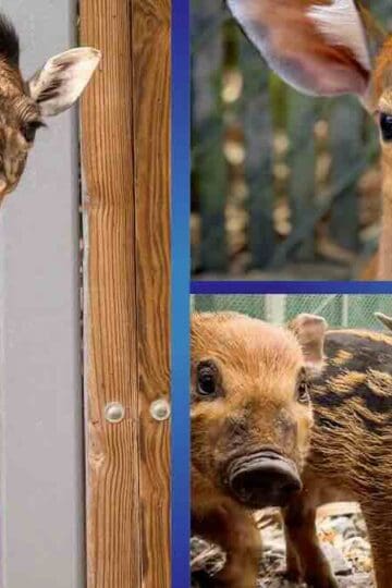 Disney Welcomes MORE Baby Animals