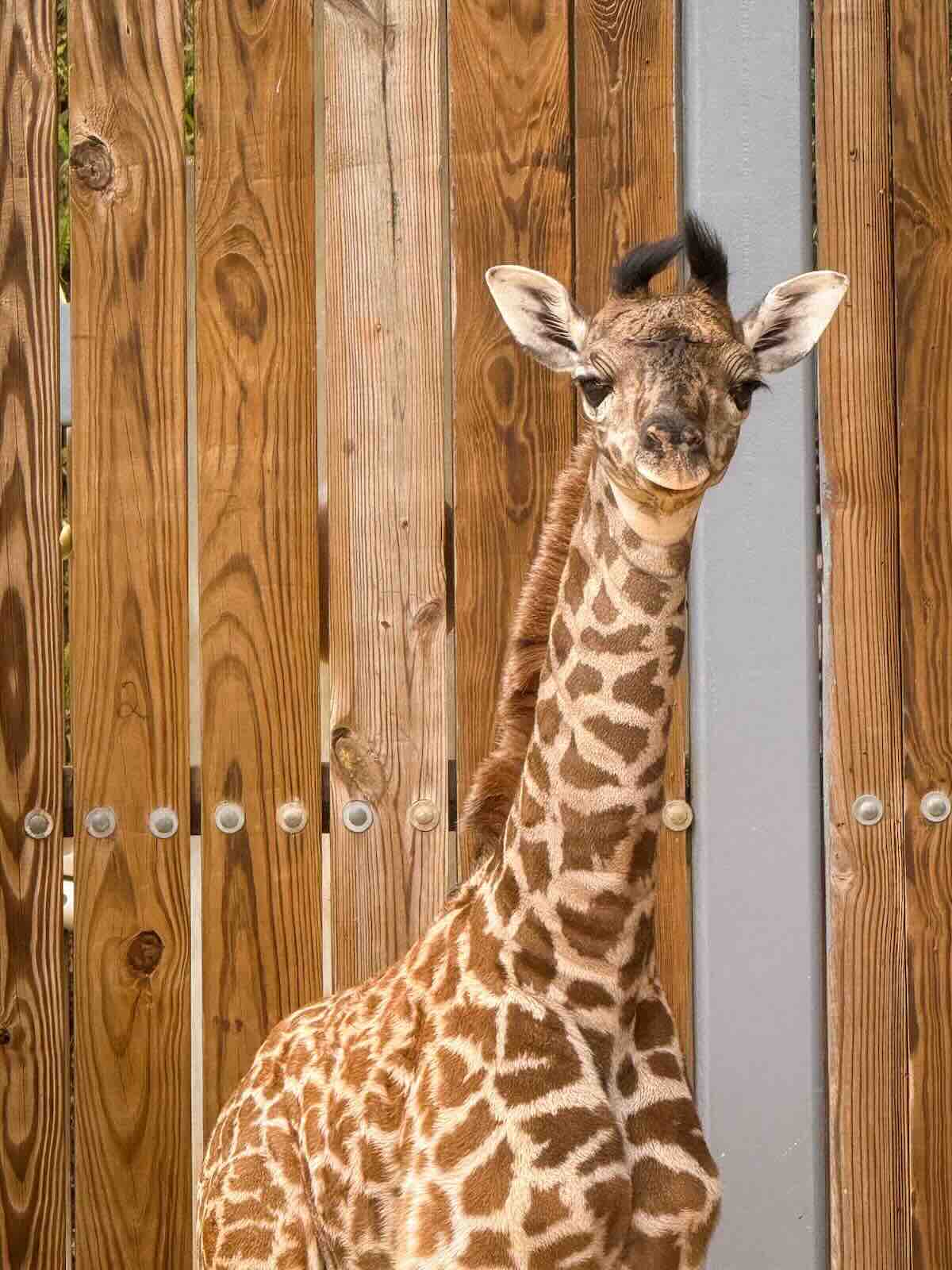 baby girl giraffe
