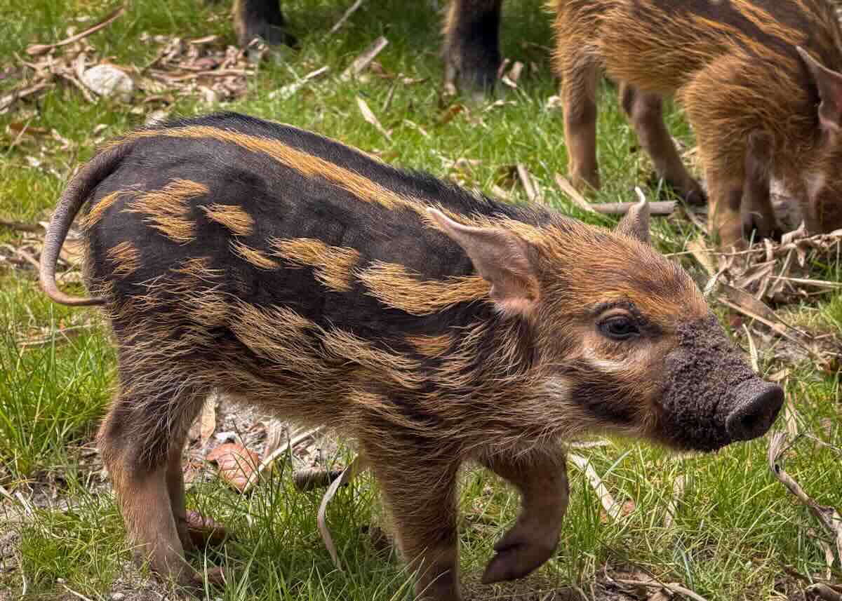 red river hog piglet