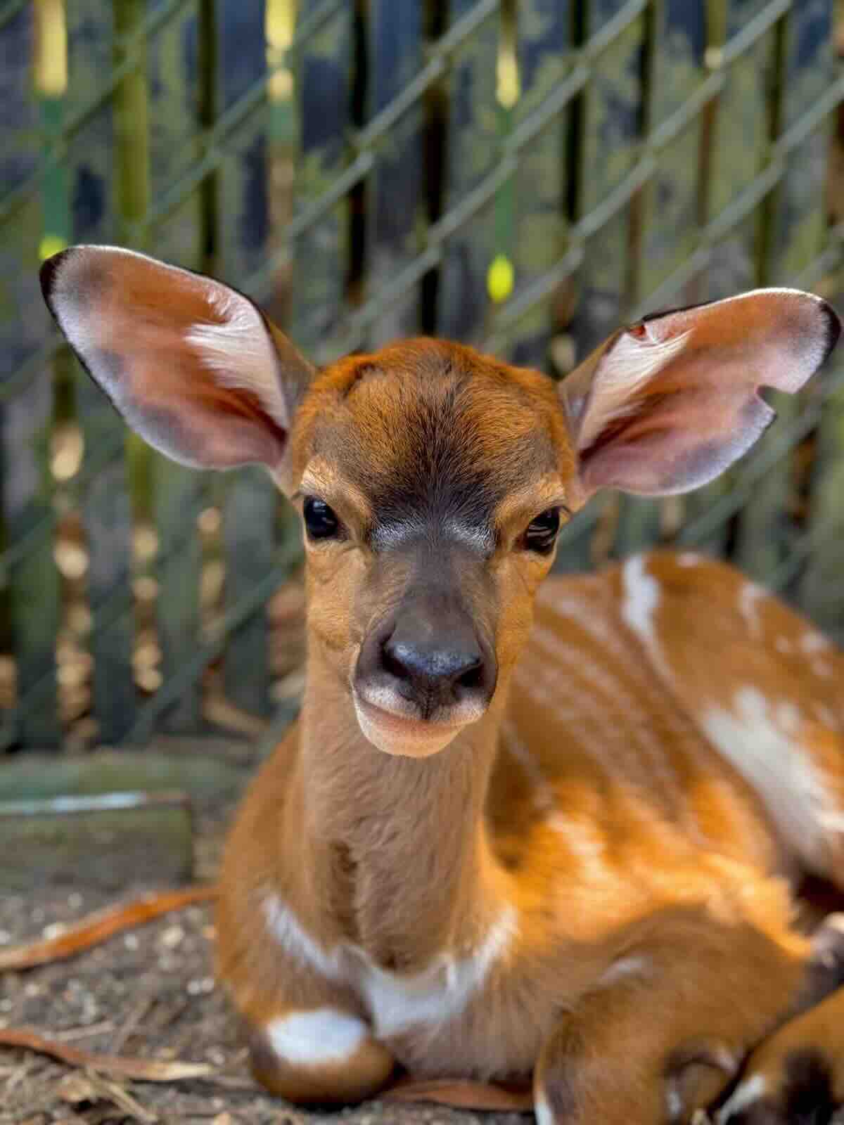 nyala baby animal
