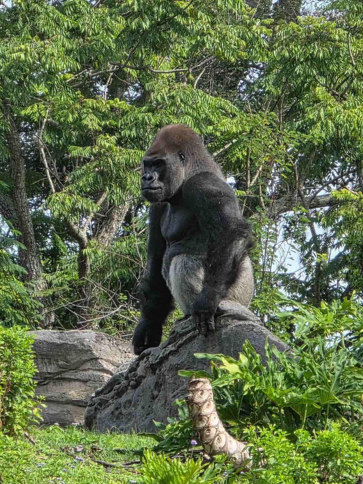 Bakari animal kingdom gorilla