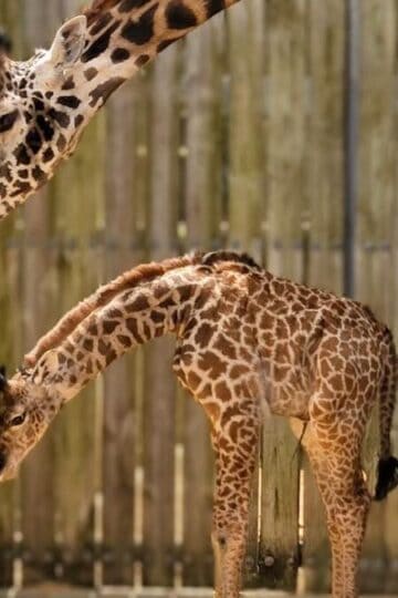 Disney Reveals Name For This New Animal Addition