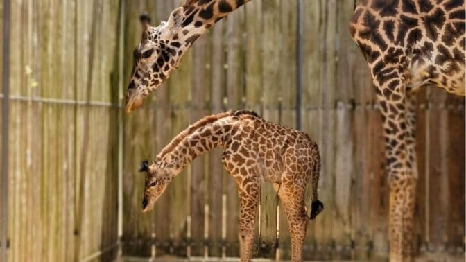 Disney Reveals Name For This New Animal Addition
