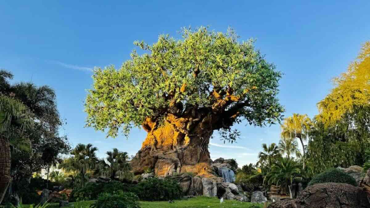 Disney's Animal Kingdom Welcomes Home Male Gorilla
