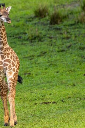 This Disney Baby Animal Has Made Her Debut On The Savanna!