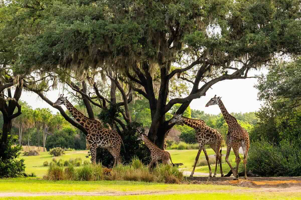 baby ivy giraffe savanna
