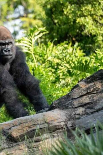 New Lead Gorilla Makes His Debut At Disney World