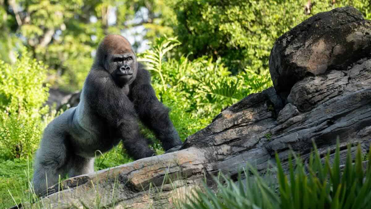 New Lead Gorilla Makes His Debut At Disney World