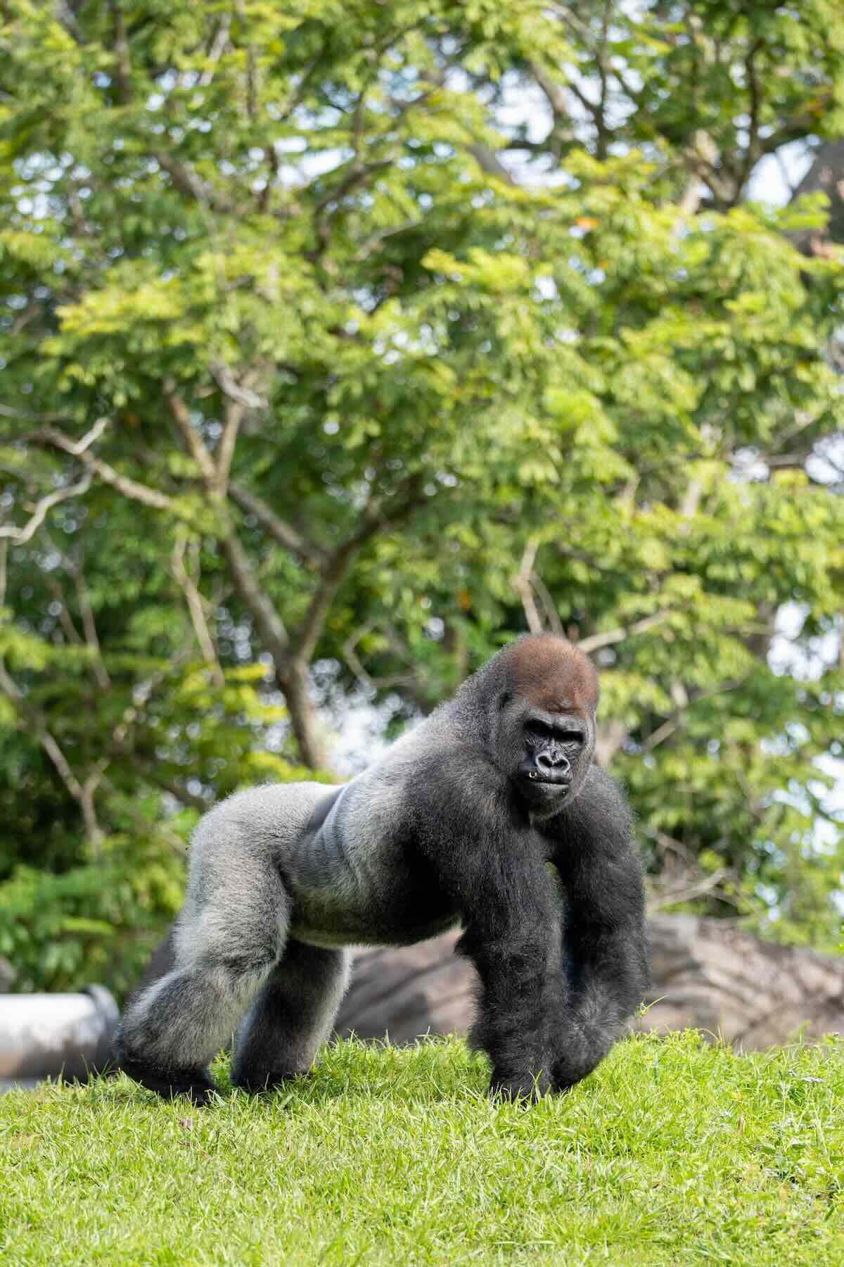 bakari 1